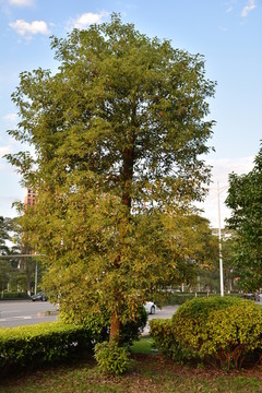 樹(shù)木