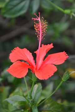 扶桑花
