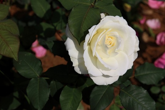 玫瑰花