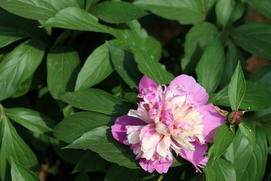 芍藥花