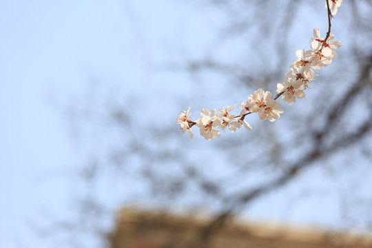 一串桃花
