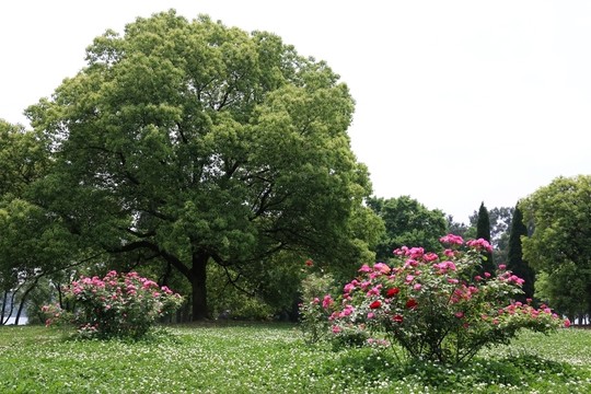 落雁景區(qū)風(fēng)景