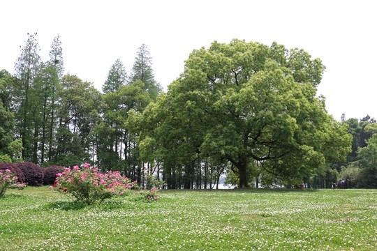 落雁景區(qū)風(fēng)景