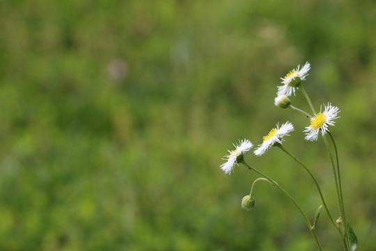 白色野花
