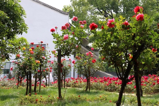 玫瑰花園