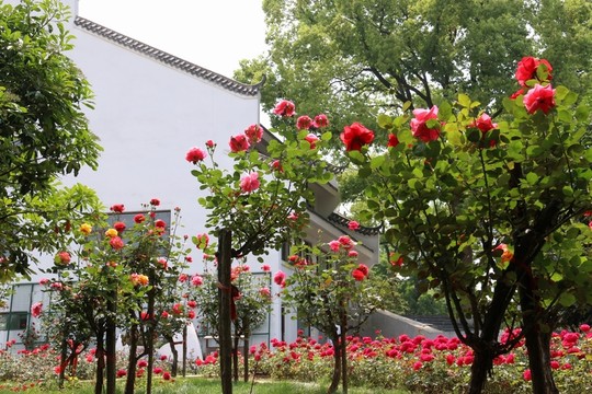 玫瑰花園