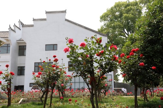玫瑰花園