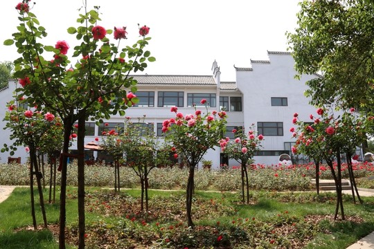 玫瑰花園