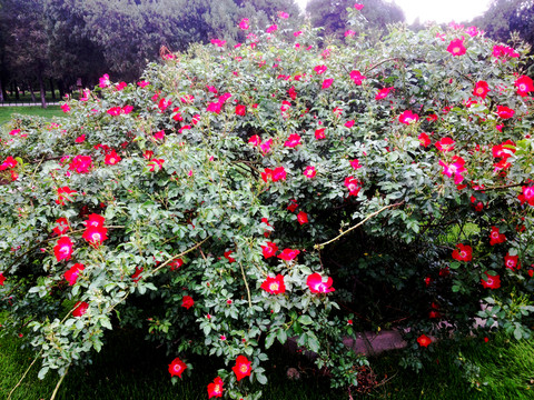 小紅花