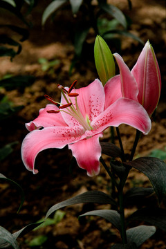 花圃里的粉色百合花