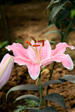 花圃里的粉色百合花