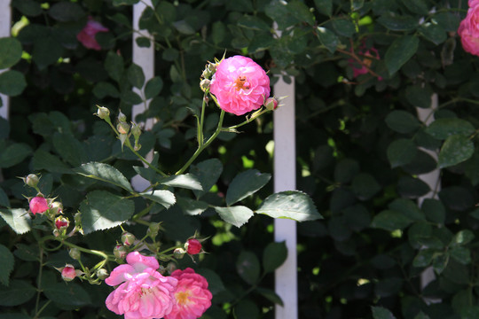 薔薇花開
