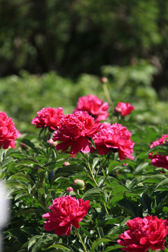 芍藥花綻放