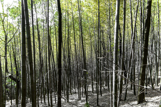 蘇州木瀆靈巖山竹林
