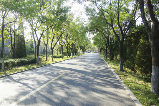 清晨的槐蔭路