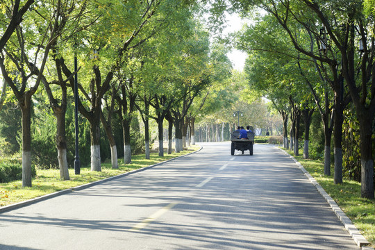 早晨的槐蔭路