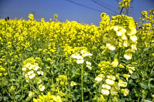 同里油菜花