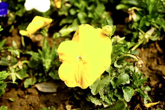 一朵黄色的花朵