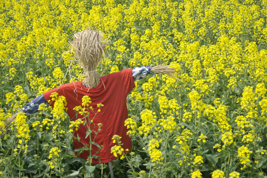 蘇州同里油菜花