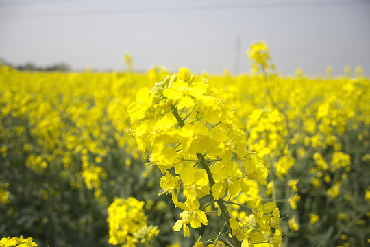 蘇州同里油菜花