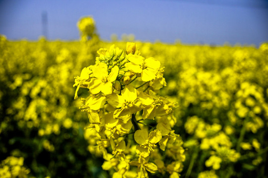 蘇州同里油菜花