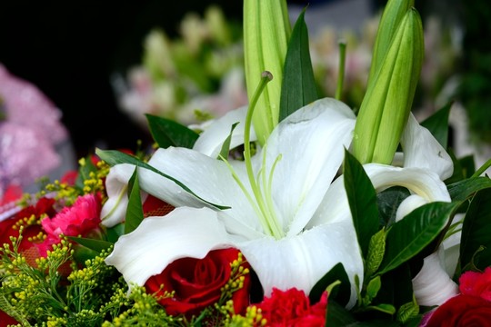 百合花