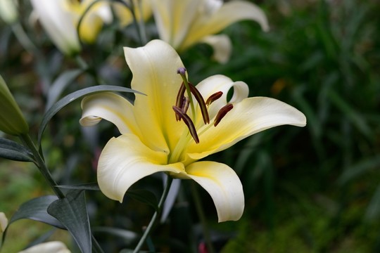 百合花