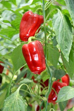 壽光無(wú)土栽培蔬菜彩椒