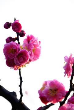 梅花濃情