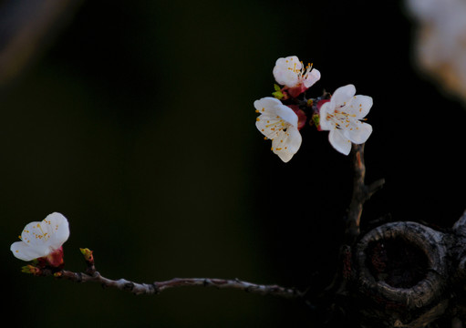 梅花有夢(mèng)