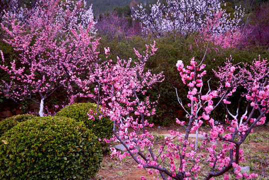 梅花鬧春