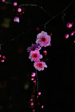 夢里梅花知多少
