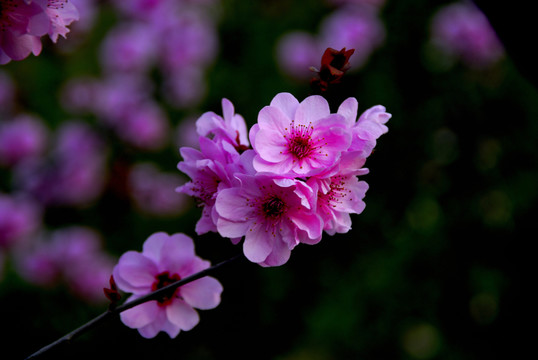 梅花夢(mèng)影