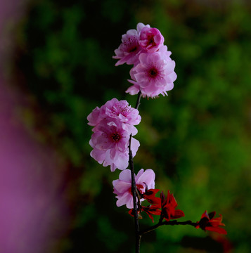 夢(mèng)中梅花