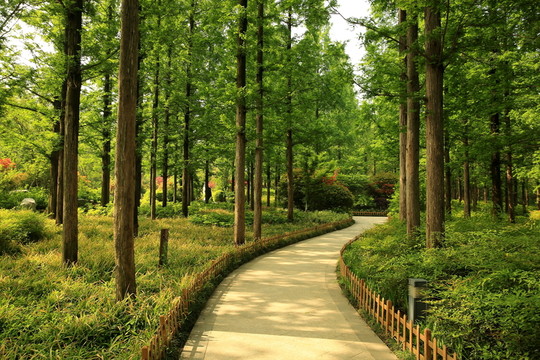 樹林