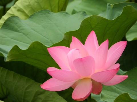 荷花
