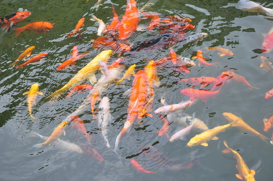池里的金魚
