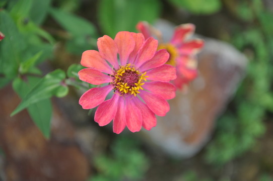 小紅花