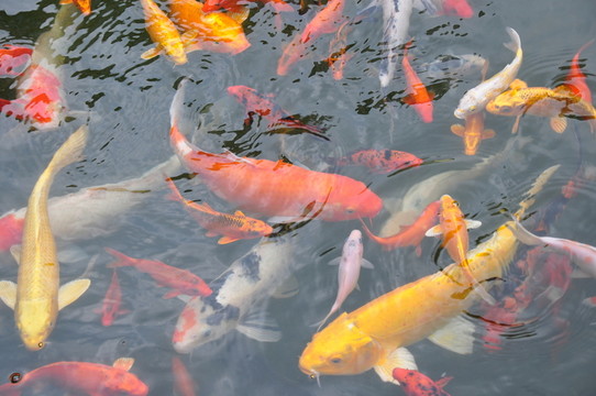 池里的金魚