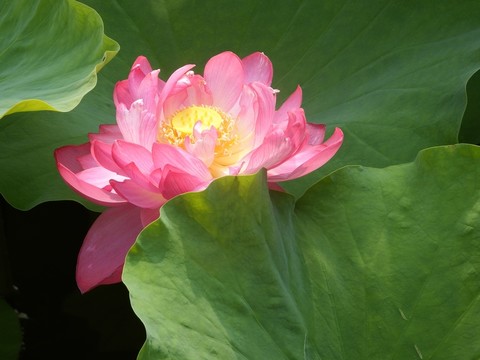 荷花