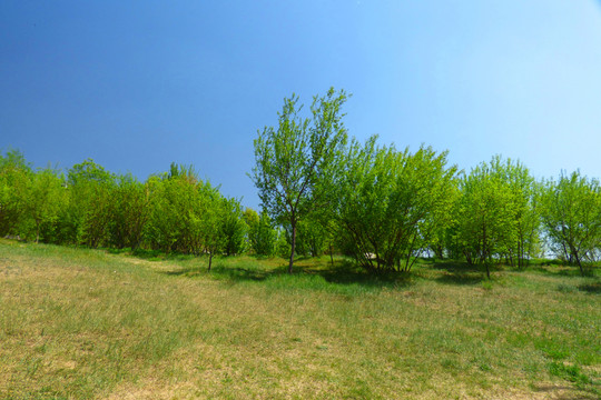 公園景色