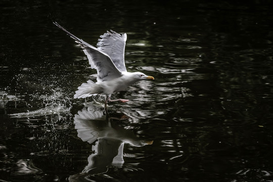 鳥類