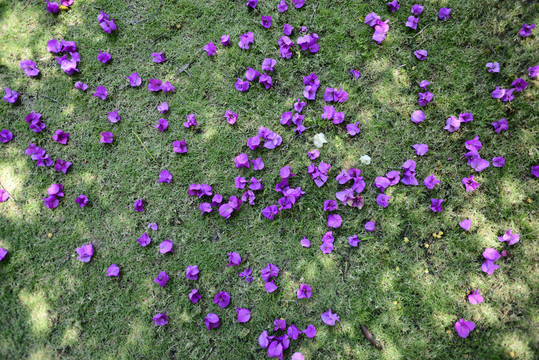 花瓣