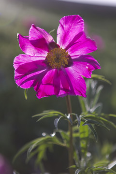 芍藥 野花