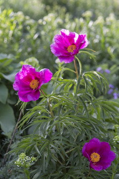 芍藥 野花