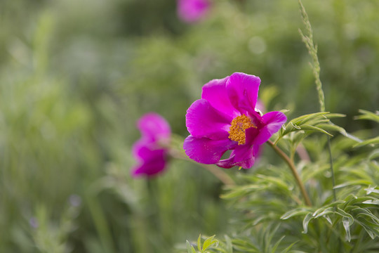 野生芍藥花