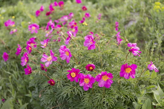 野生芍藥花