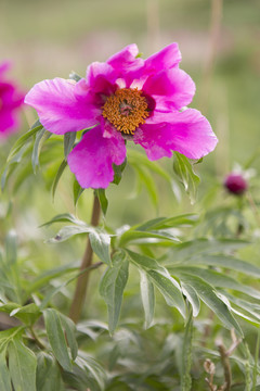 芍藥花