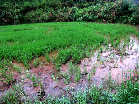 水淹田