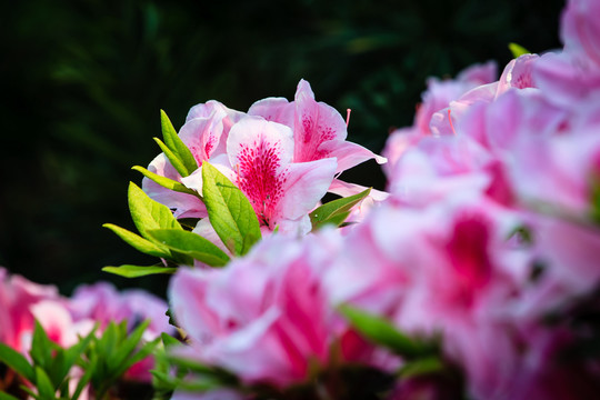 杜鵑花